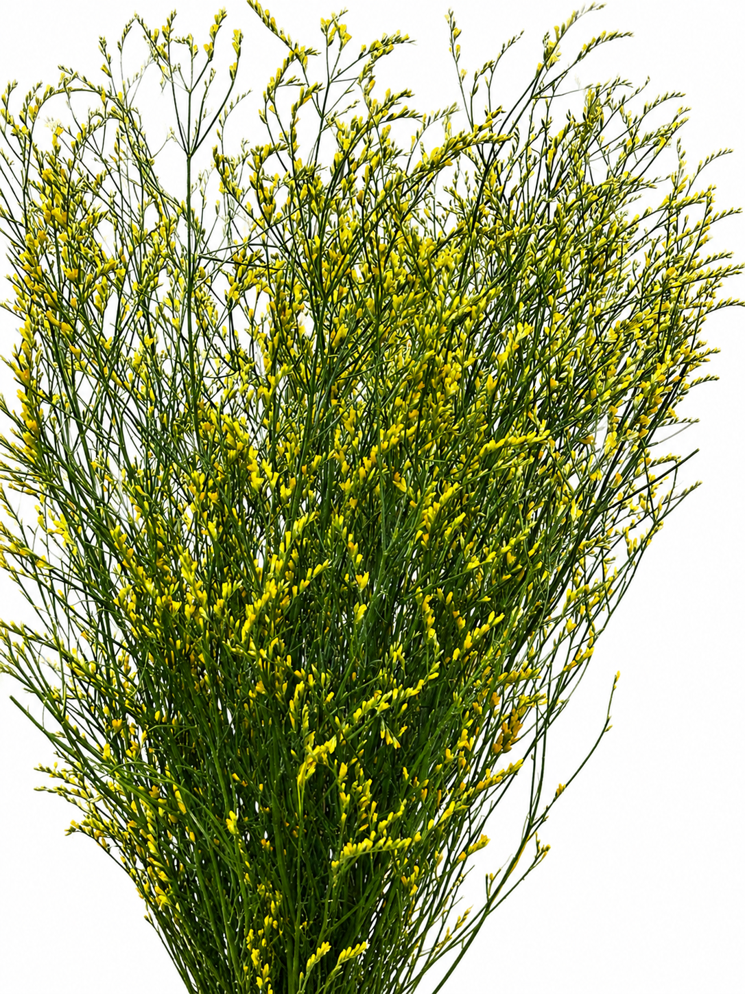 Limonium sinensis CH