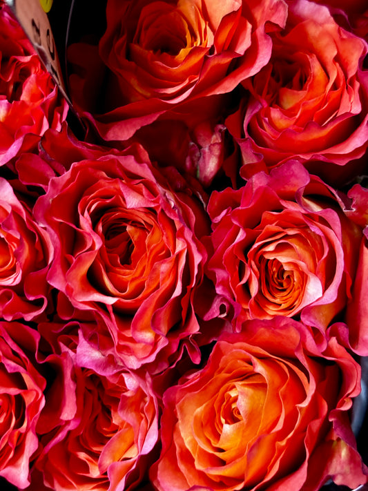 Ecuador Rose 'Free Spirit'
