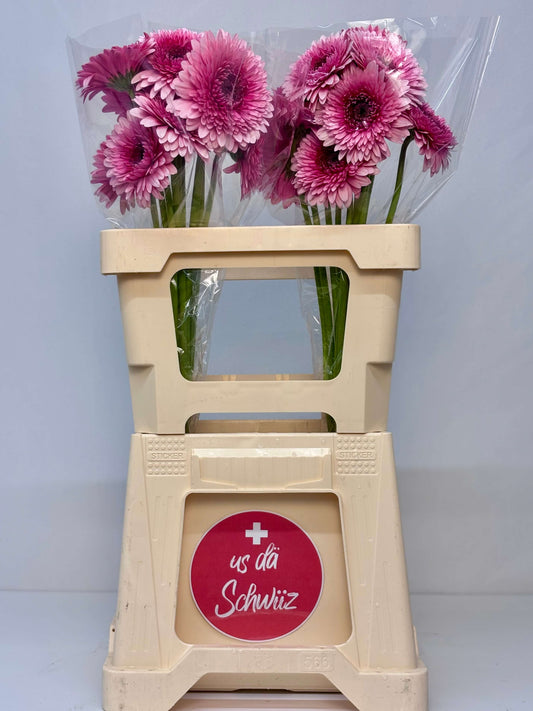 Gerrondo 'Choo Choo' rosa/pink