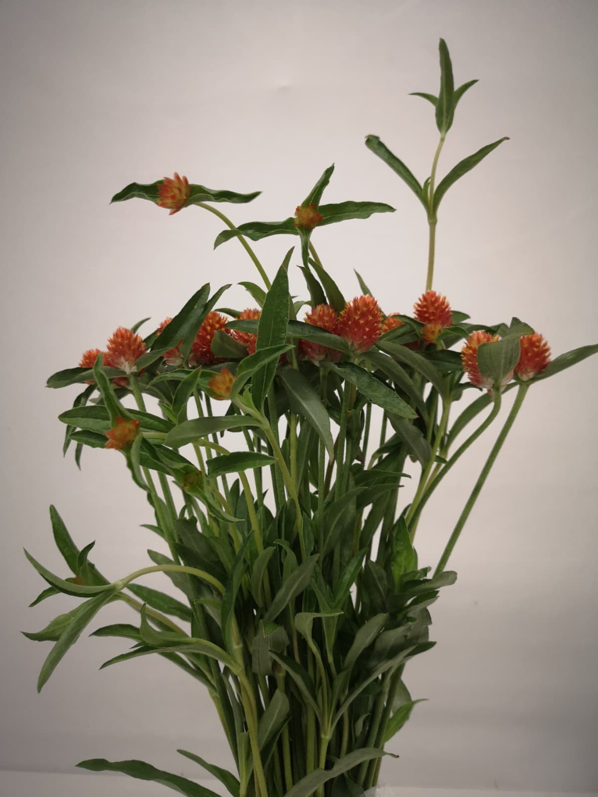 Gomphrena CH