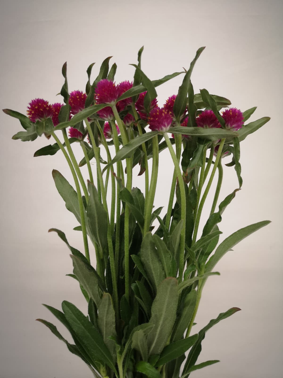 Gomphrena CH