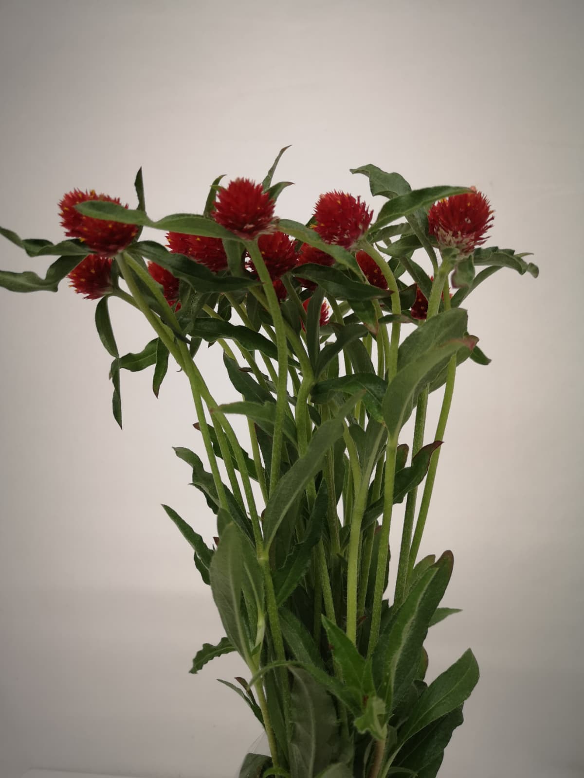 Gomphrena CH