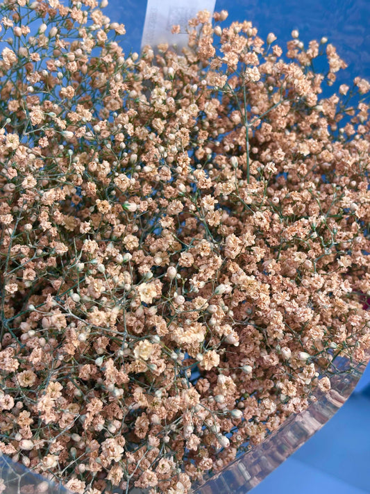 Gybsophilla 'Millionstars' gefärbt apricot 70cm