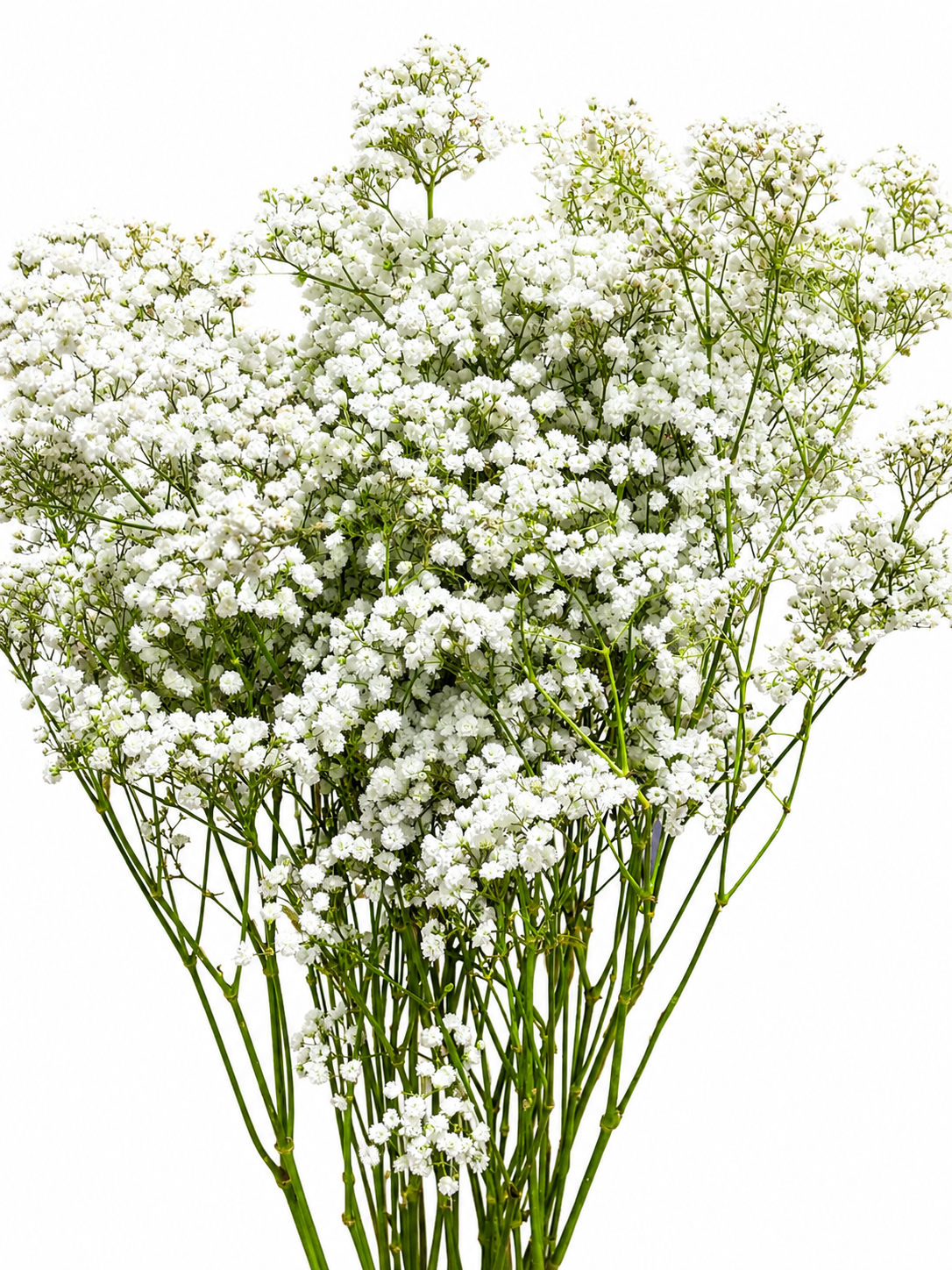 Gypsophila 'Xlence'