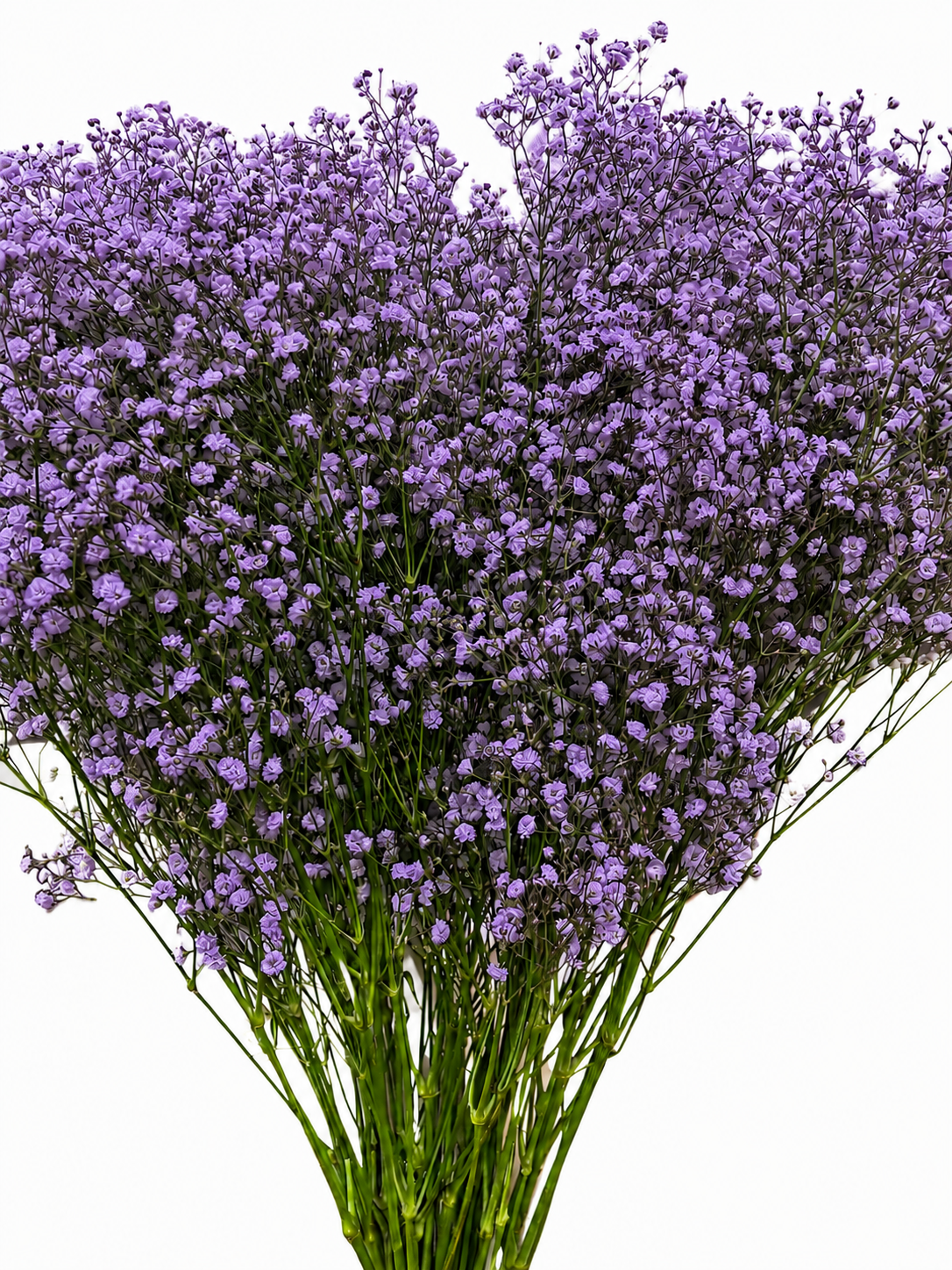 Gypsophila 'Million Stars' gefärbt