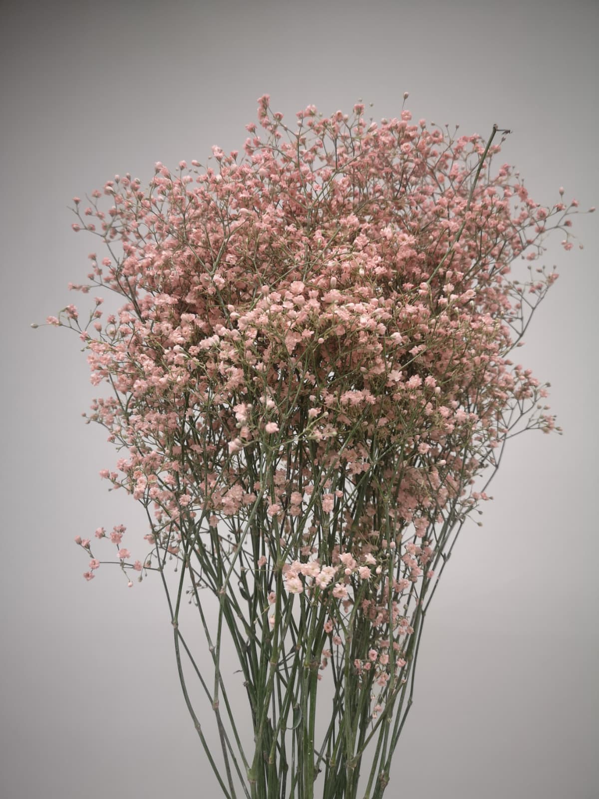 Gypsophila Million Stars gefärbt