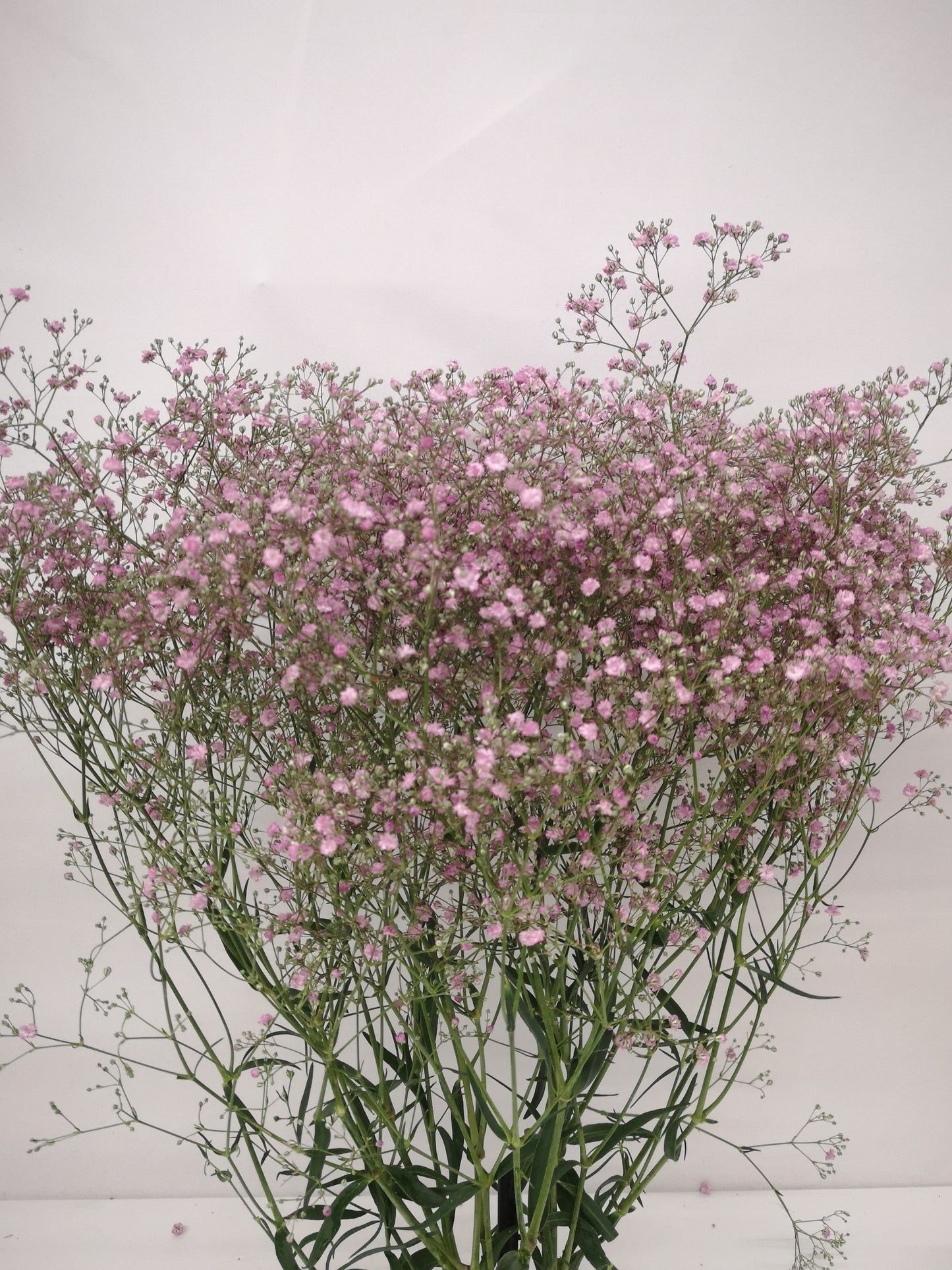 Gypsophylla 'My Pink' CH