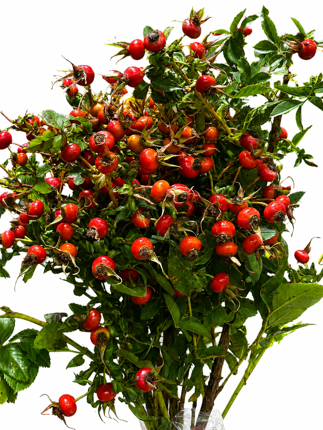 Rosa canina CH