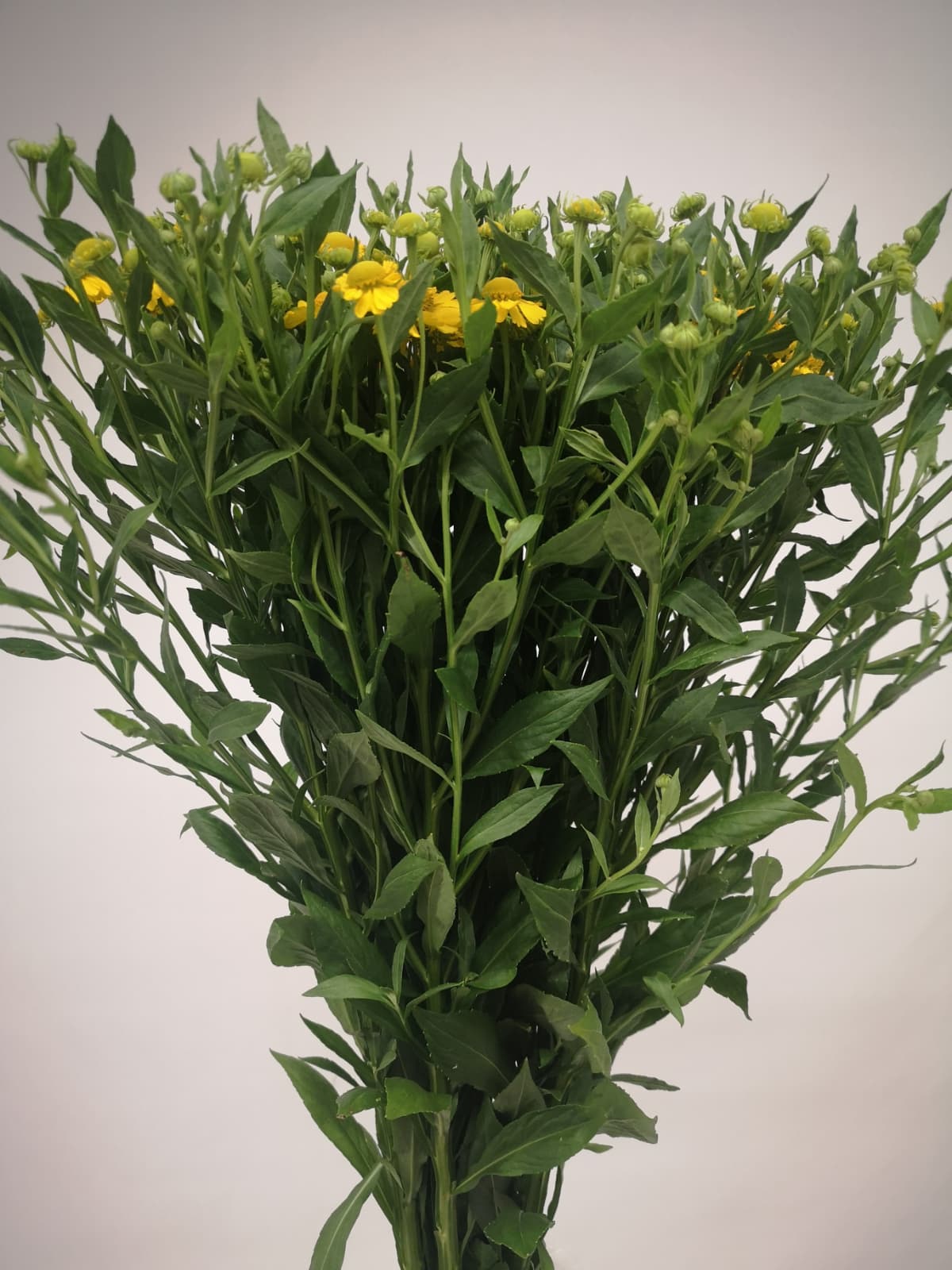 Helenium CH