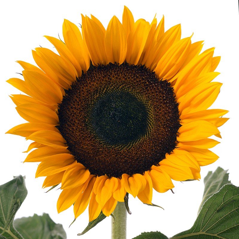 Helianthus annus CH