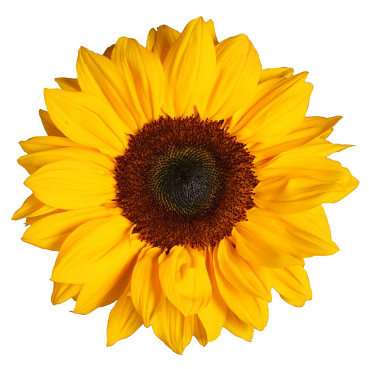 Helianthus annus CH