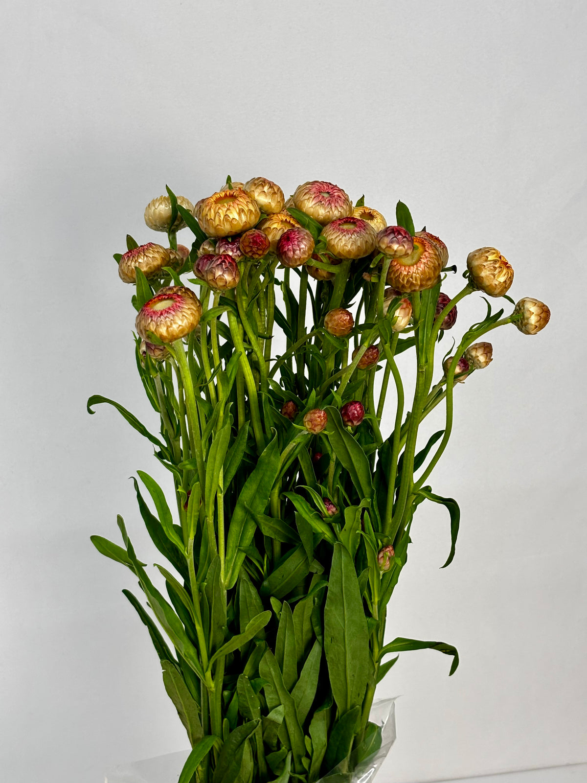 Helichrysum CH