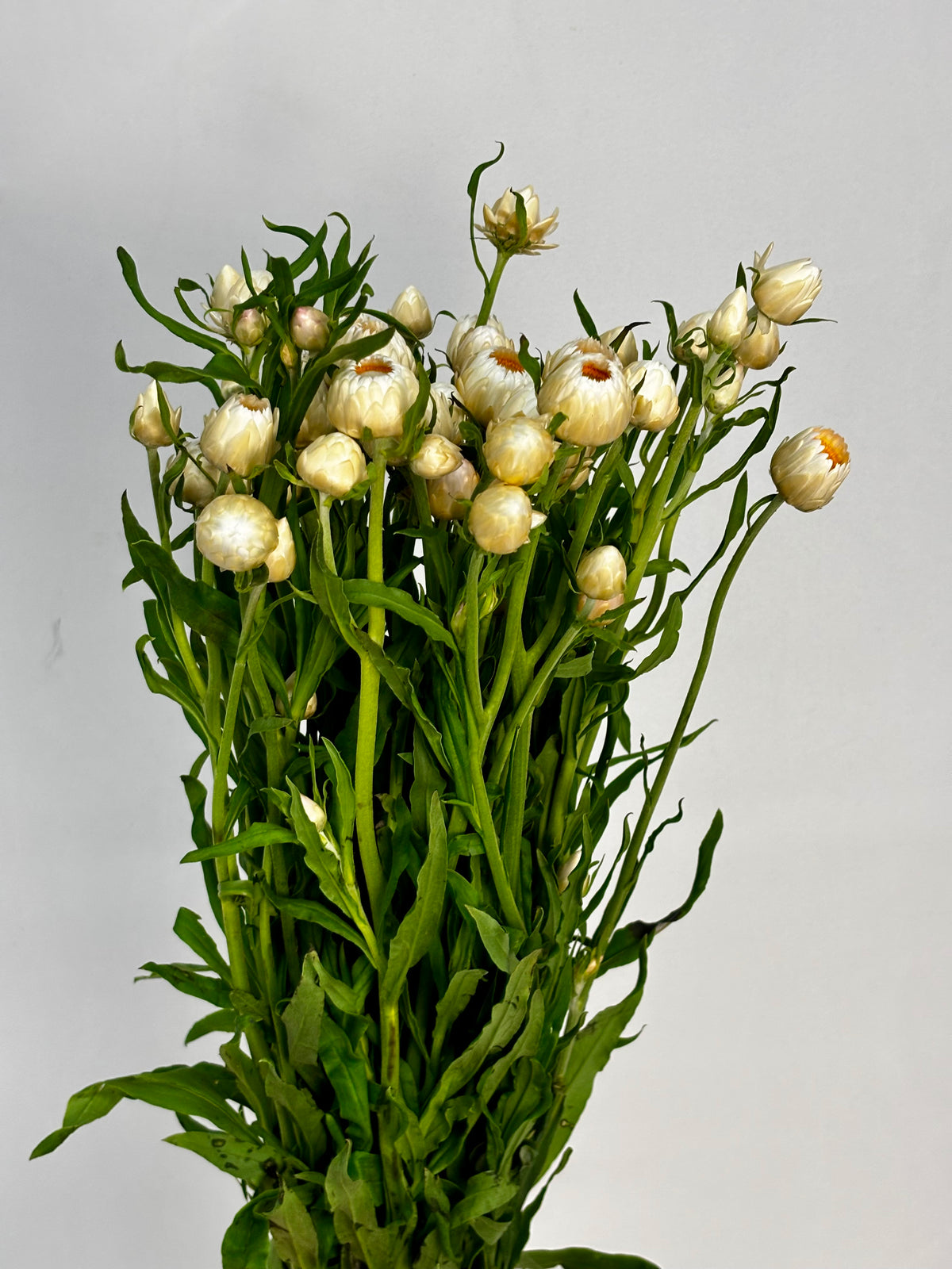 Helichrysum CH