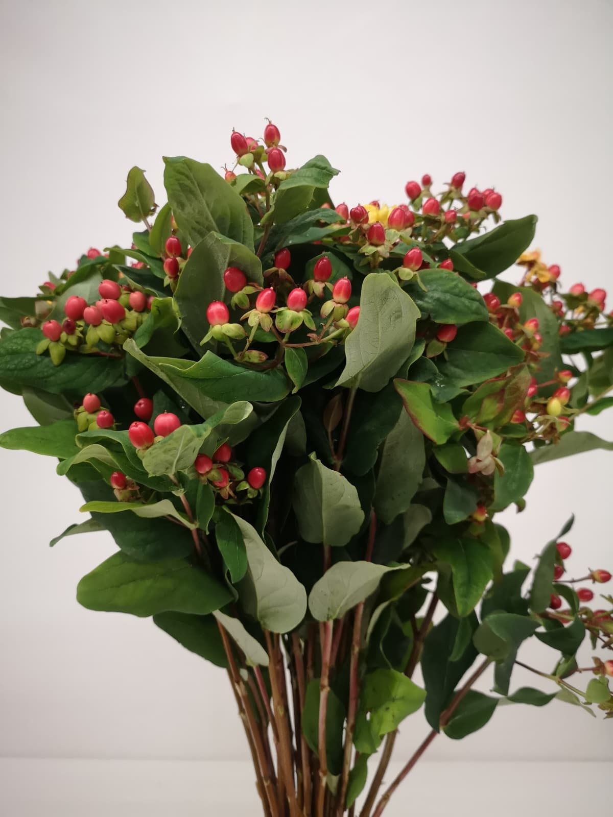 Hypericum CH