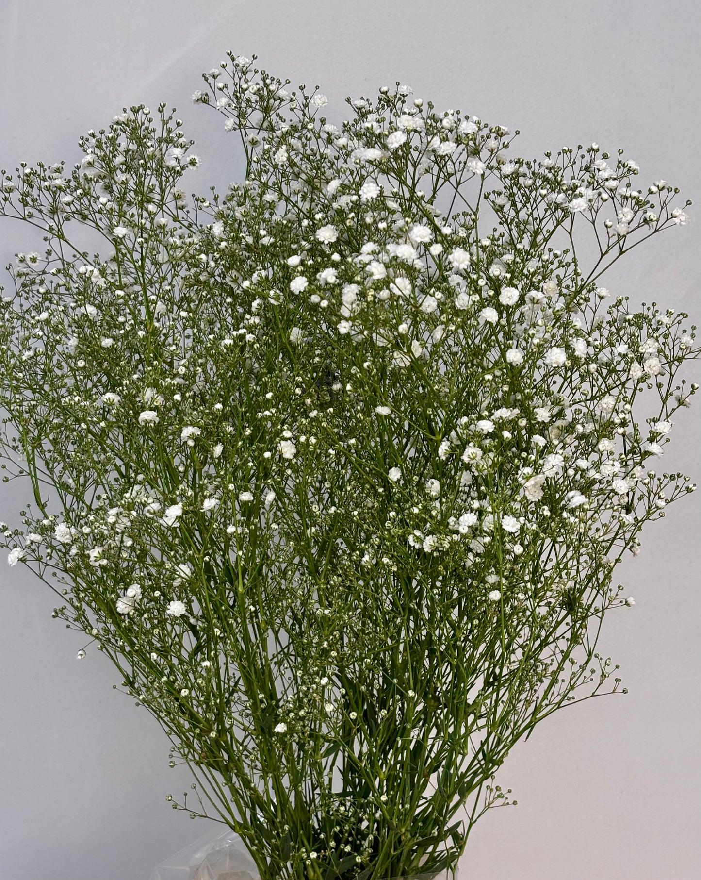 Gypsophila 'Xlence' CH