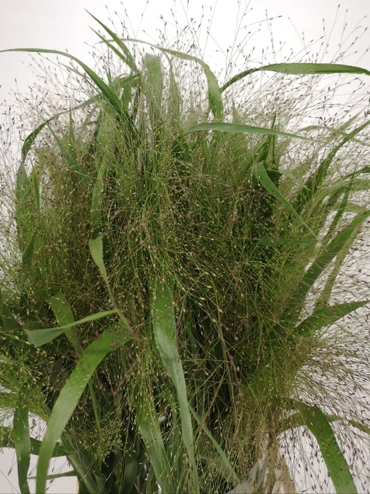 Panicum Eragostis CH