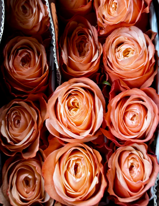 Ecuador Rose 'Kahala'