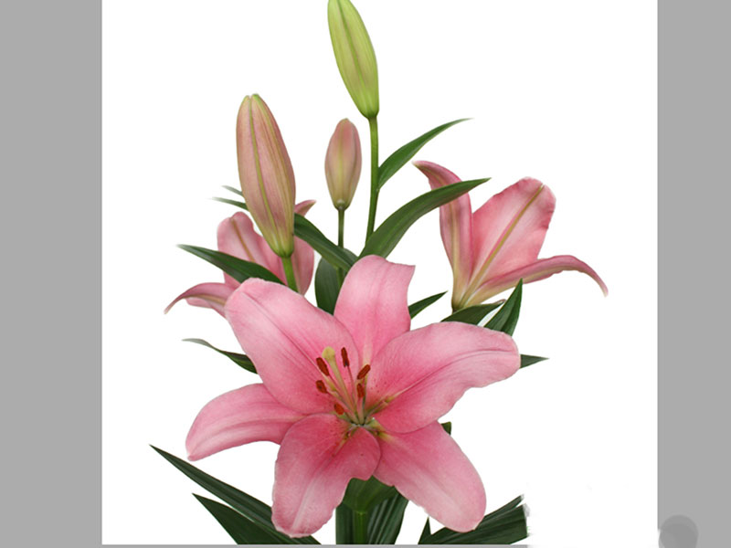 Lilium CH