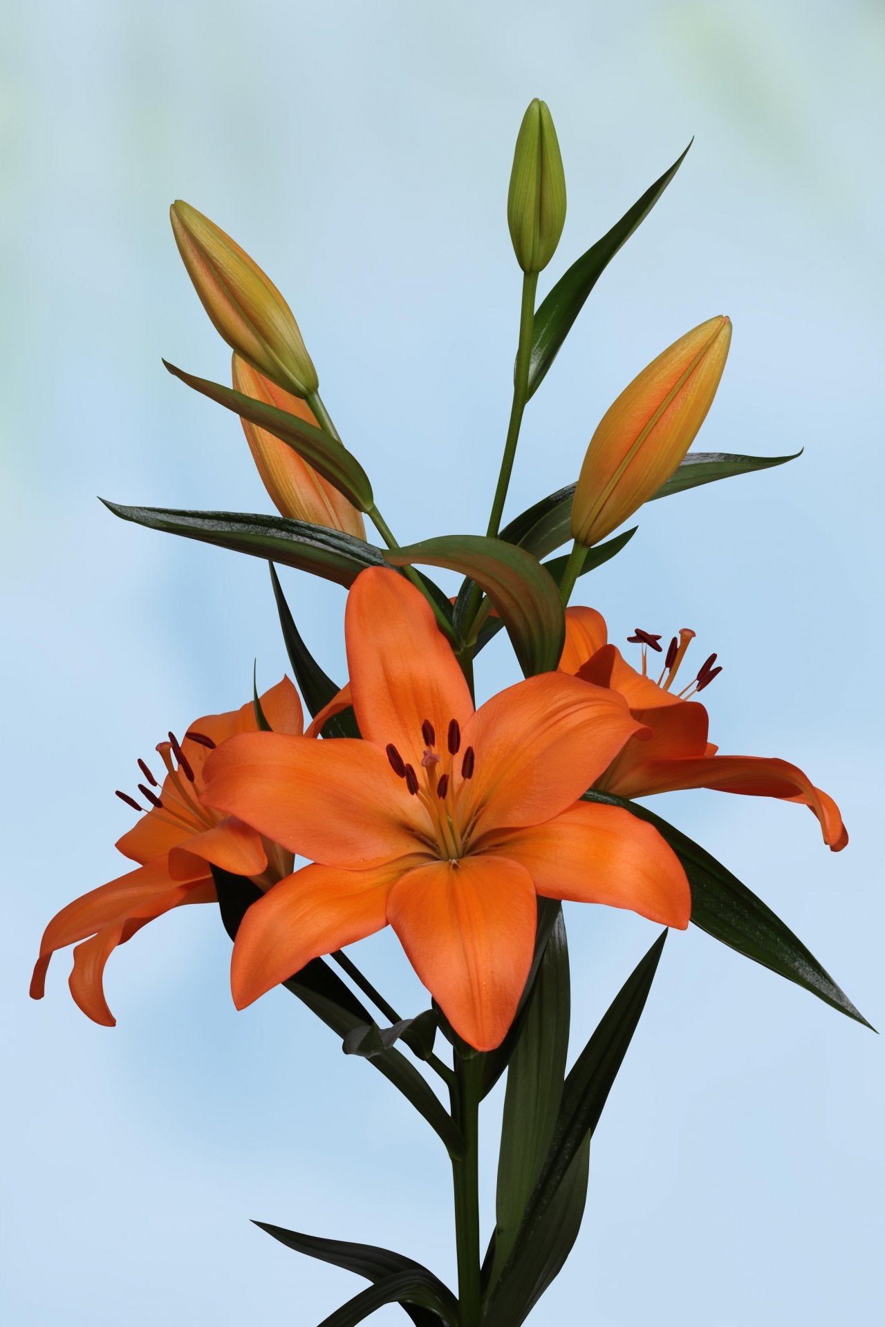 Lilium CH