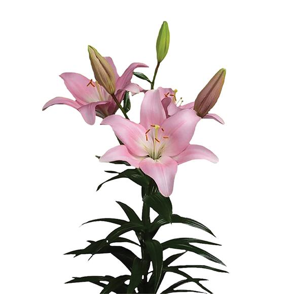 Lilium CH