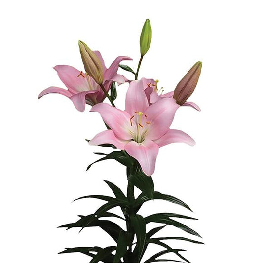 Lilium CH