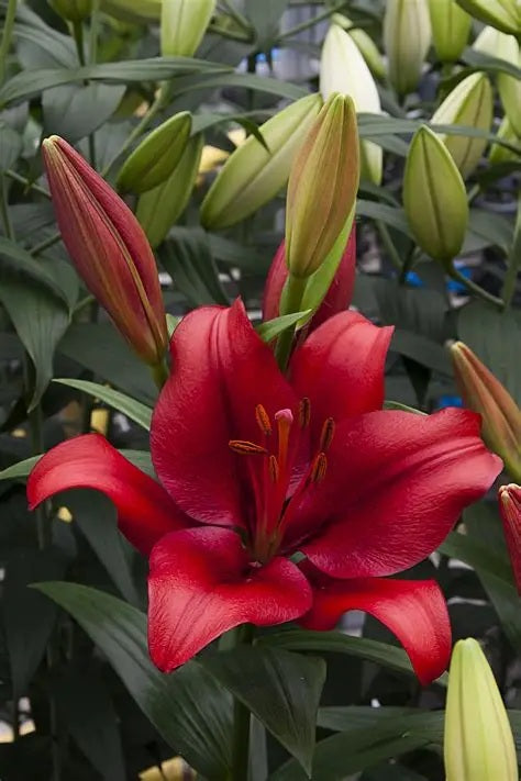 Lilium CH