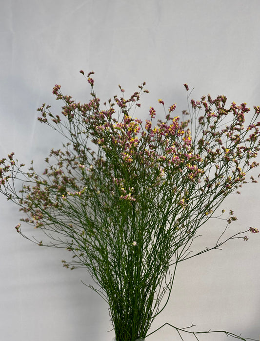 Limonium sinensis CH