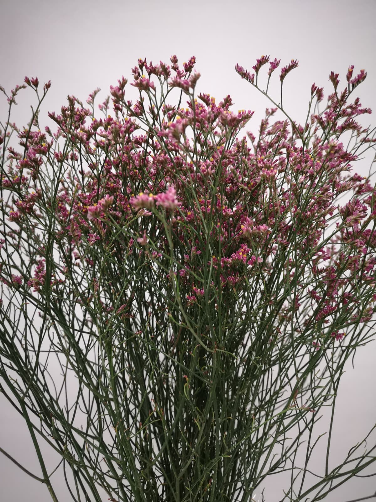 Limonium sinensis