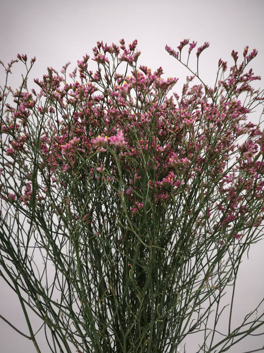Limonium sinensis