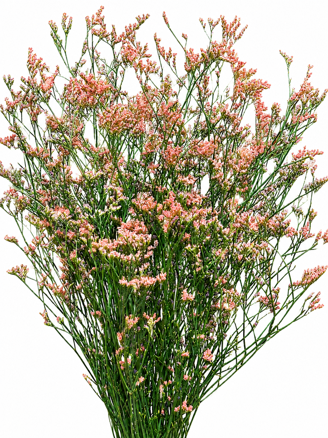 Limonium