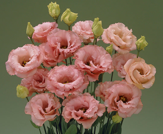 Eustoma CH