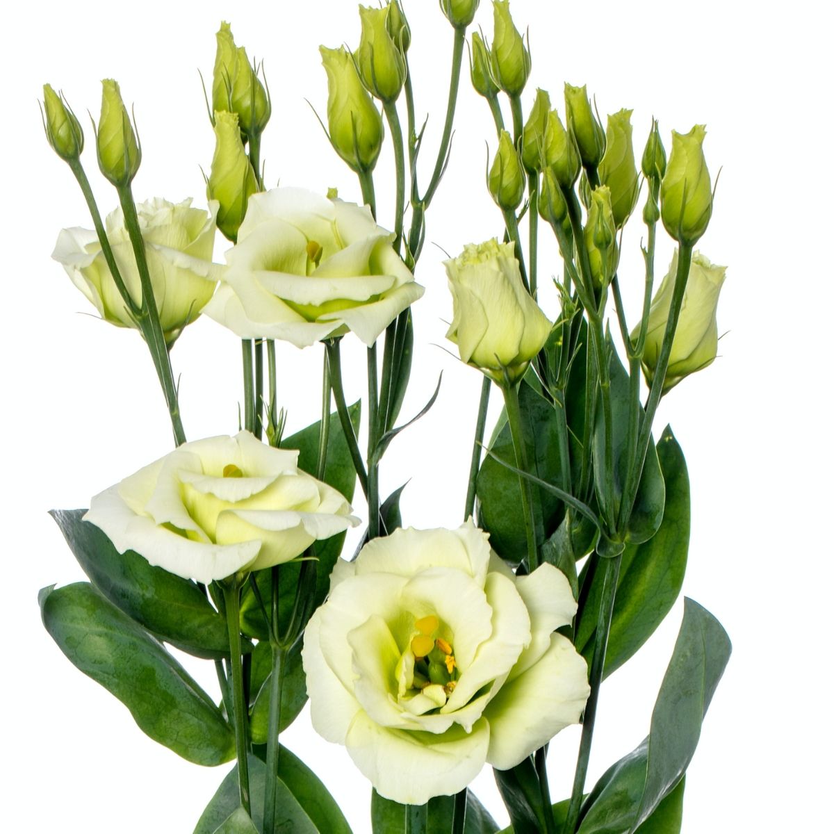 Eustoma CH