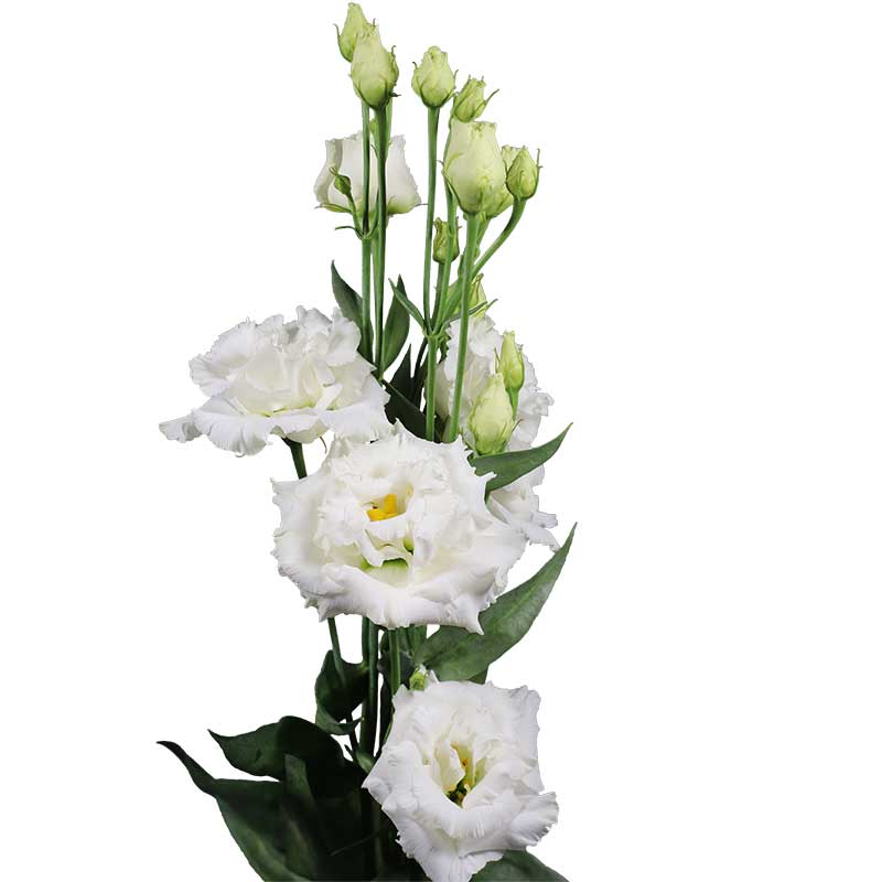 Eustoma CH