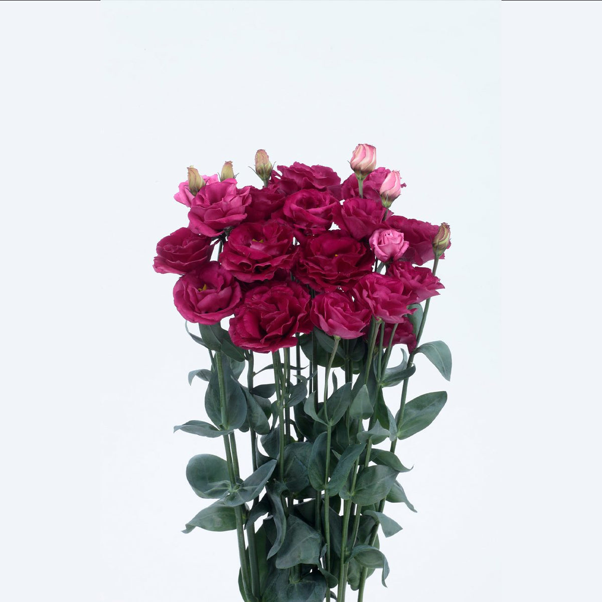 Eustoma CH
