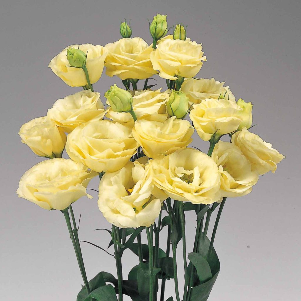 Eustoma CH