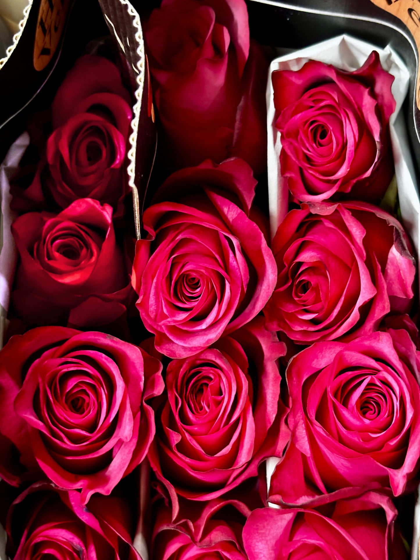 Ecuador Rose 'Lola'
