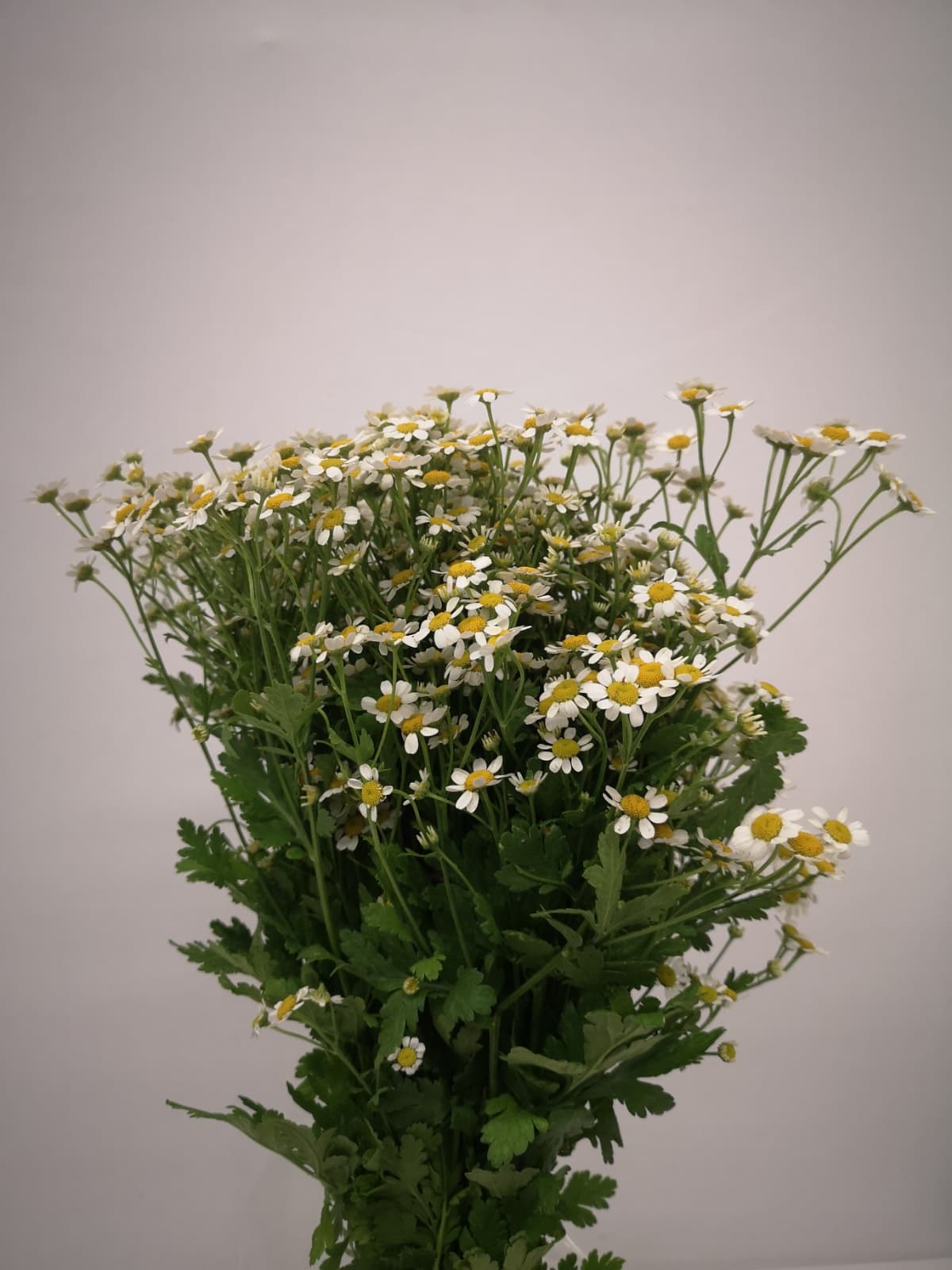 Matricaria CH