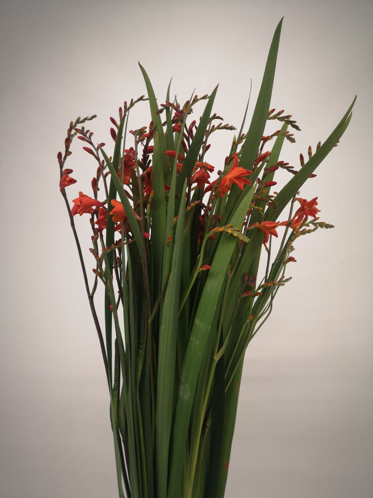 Montbretia CH