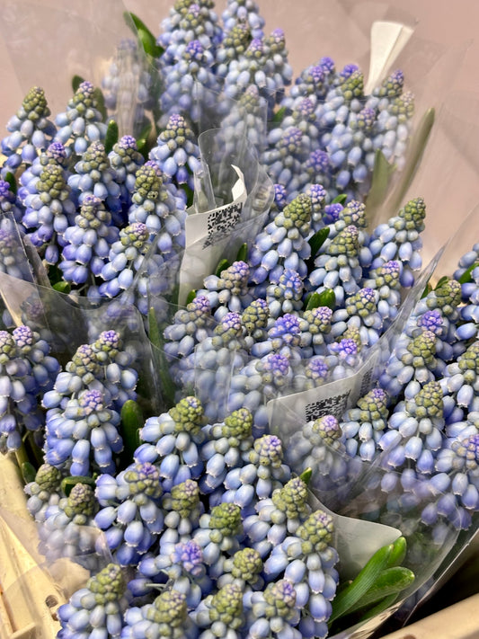 Eustoma 'Alissa Champagner' lachs