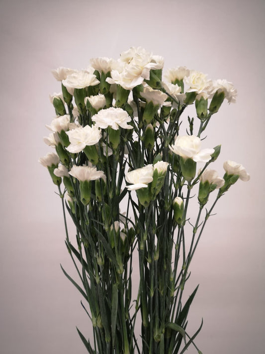 Dianthus verzweigt