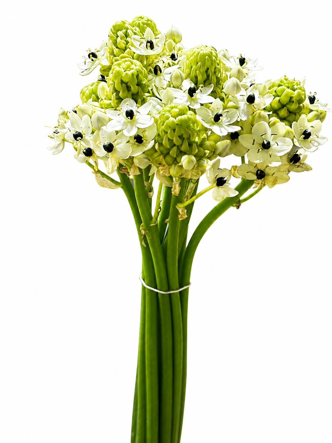 Ornithogalum arabicum