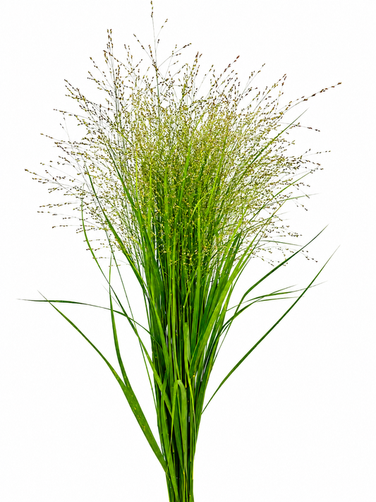 Panicum virgatum 'Rehbraun' CH