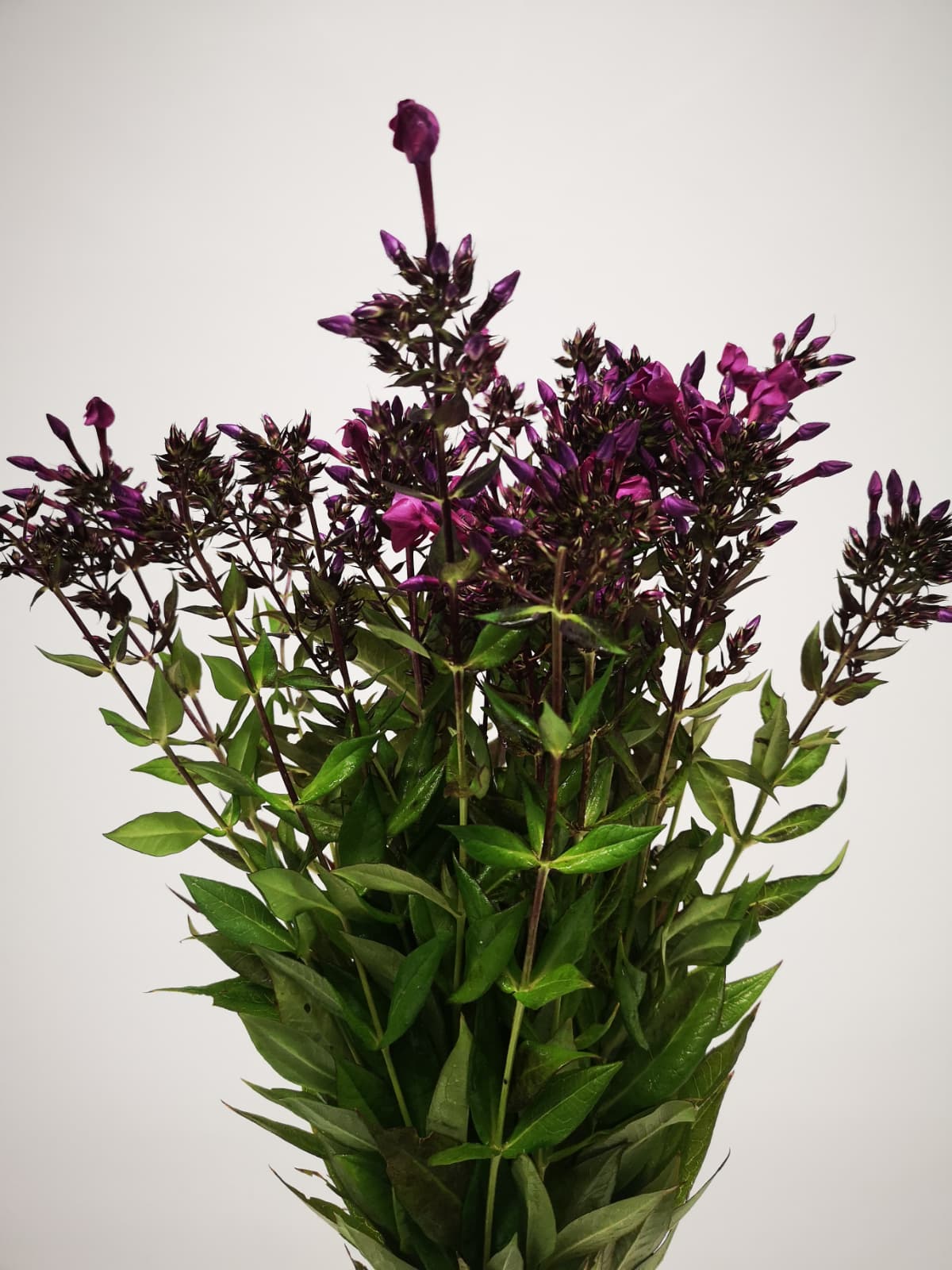 Phlox