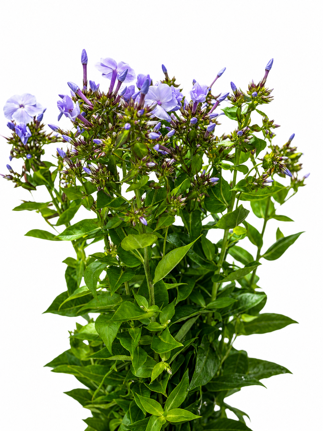 Phlox