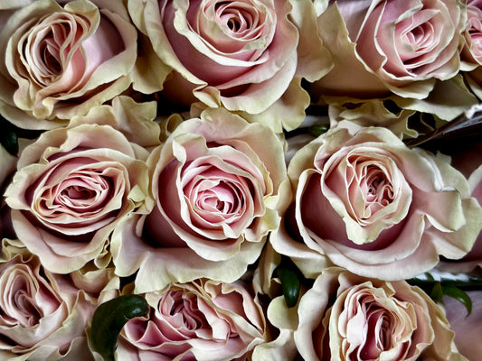 Ecuador Rose 'Pink Mondial'