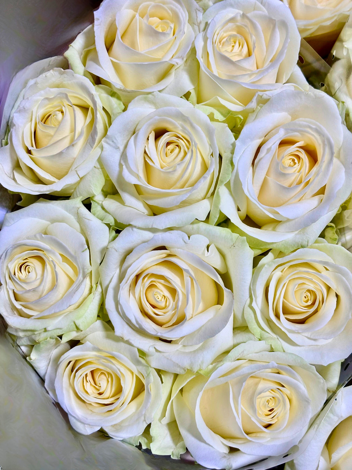 Rosen 'Avelanche'