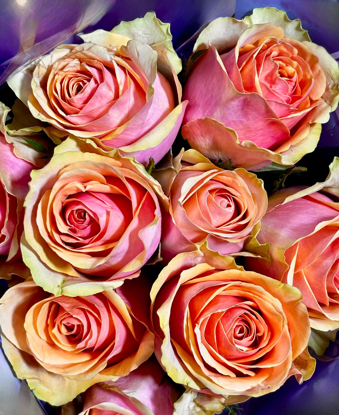 Rosen