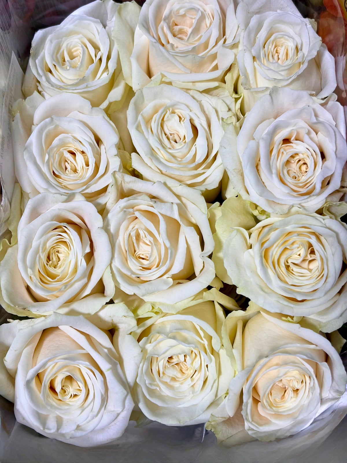 Rosen