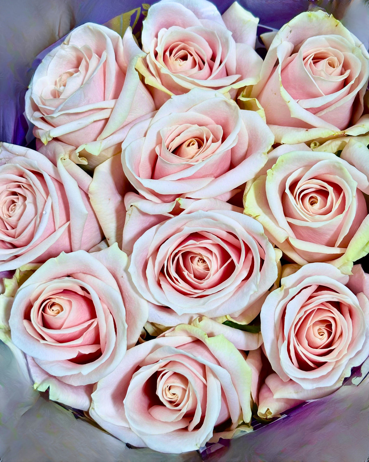 Rosen 'Sweet Avelanche'
