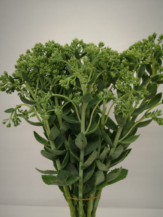 Sedum telephium CH